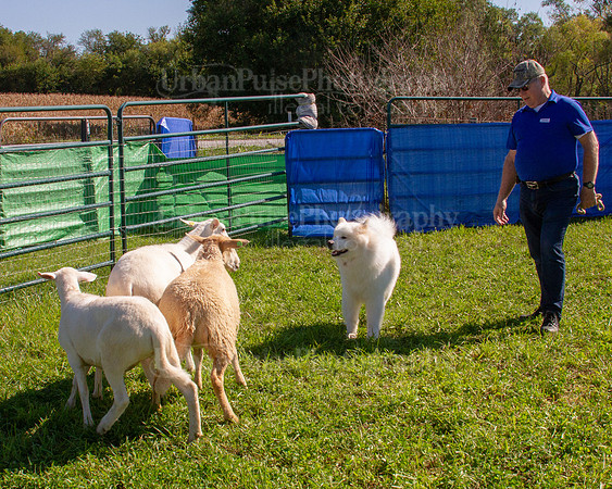 SCA2019_HERDING-1114