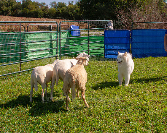 SCA2019_HERDING-1115