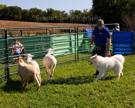 SCA2019_HERDING-1116