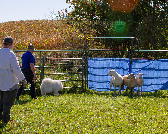 SCA2019_HERDING-1117