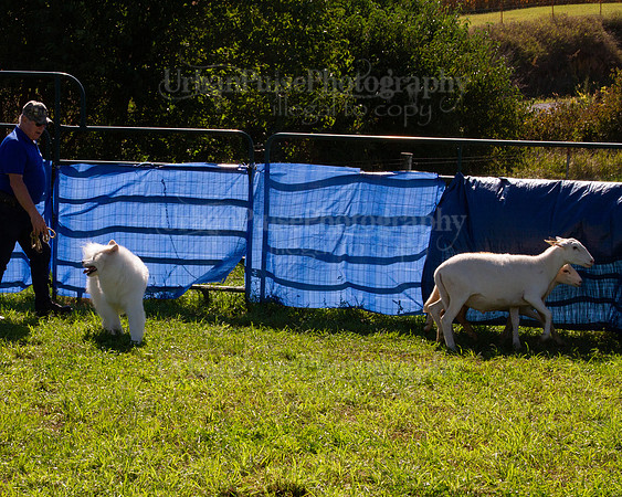 SCA2019_HERDING-1118