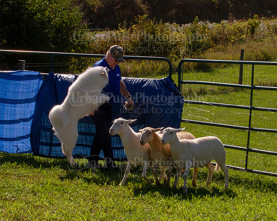 SCA2019_HERDING-1119