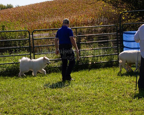 SCA2019_HERDING-1101