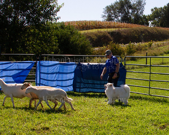 SCA2019_HERDING-1120