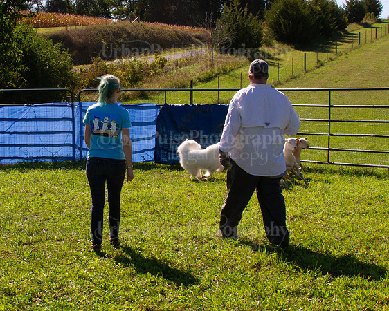SCA2019_HERDING-1121