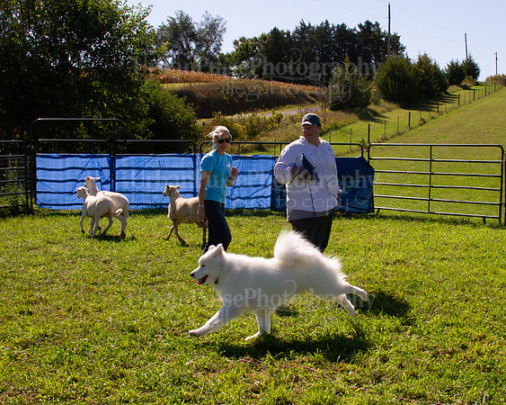 SCA2019_HERDING-1122