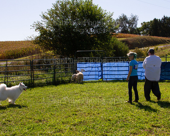 SCA2019_HERDING-1123