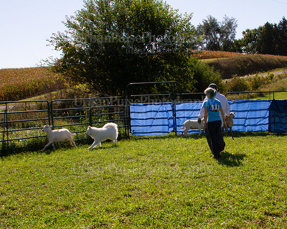 SCA2019_HERDING-1124