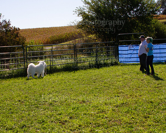 SCA2019_HERDING-1125