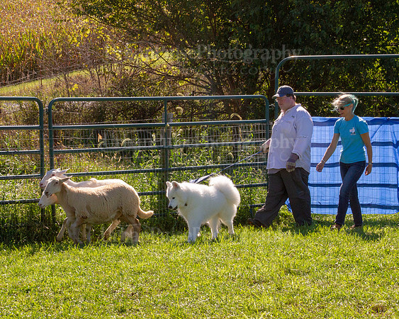 SCA2019_HERDING-1126