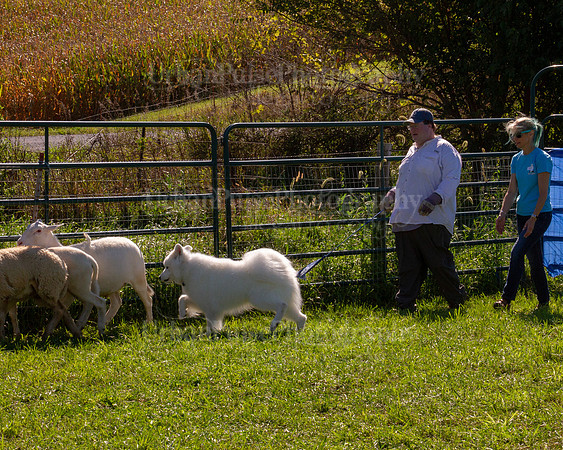 SCA2019_HERDING-1127