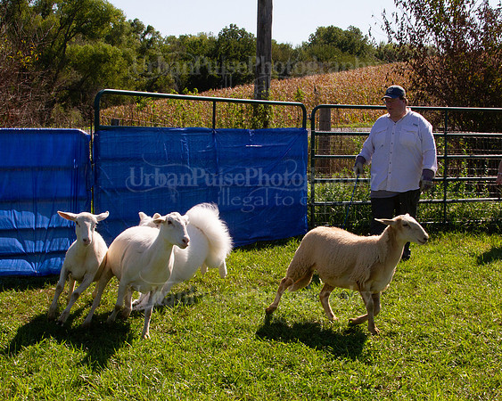 SCA2019_HERDING-1129