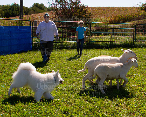 SCA2019_HERDING-1130