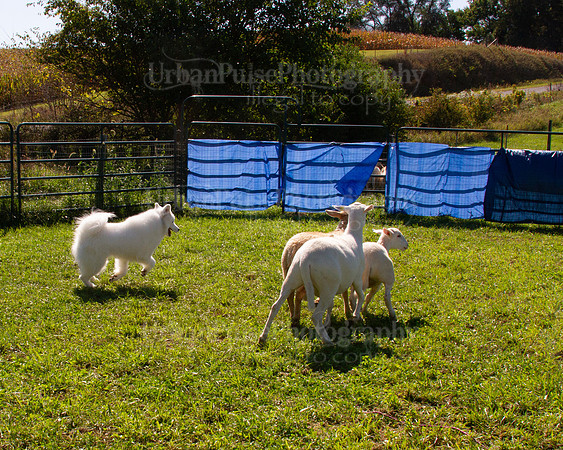 SCA2019_HERDING-1131