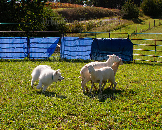SCA2019_HERDING-1132