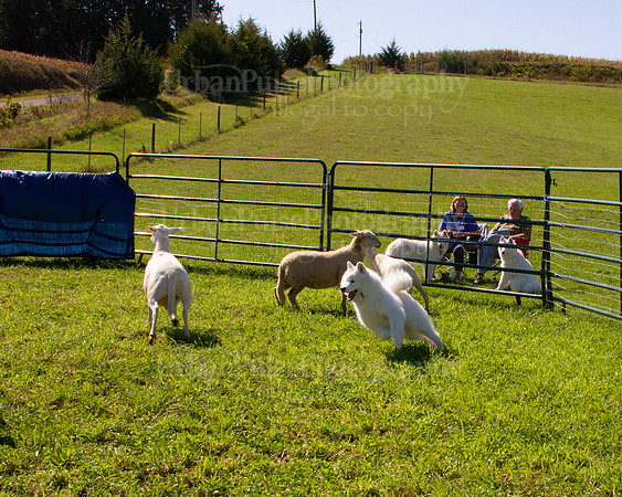 SCA2019_HERDING-1133