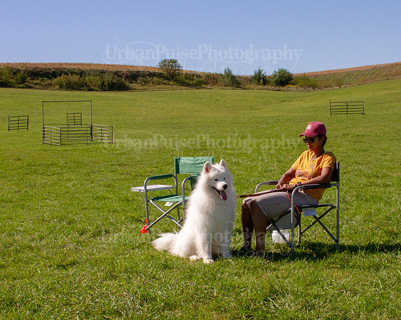 SCA2019_HERDING-1135