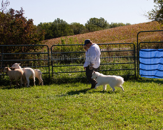 SCA2019_HERDING-1140