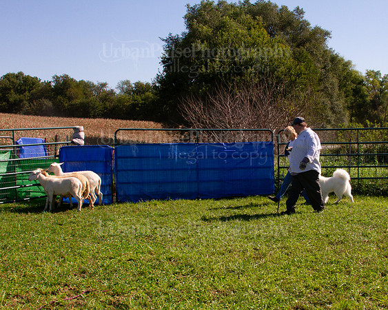 SCA2019_HERDING-1142
