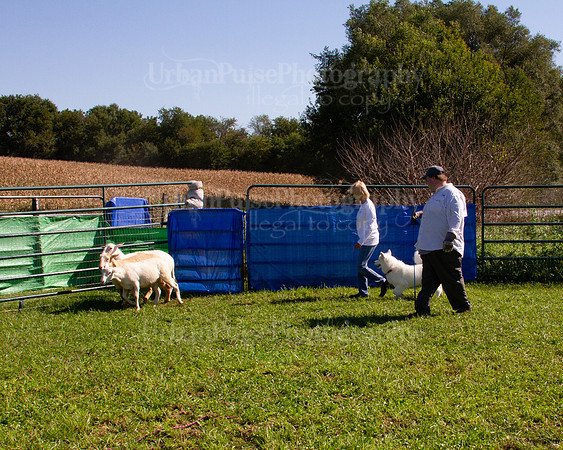 SCA2019_HERDING-1143