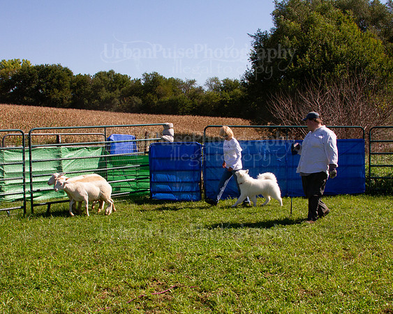 SCA2019_HERDING-1144
