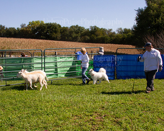SCA2019_HERDING-1145