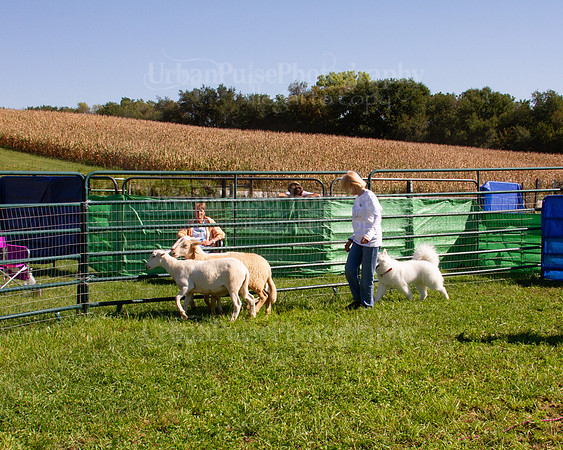 SCA2019_HERDING-1146