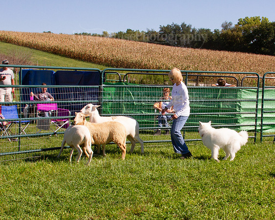 SCA2019_HERDING-1147