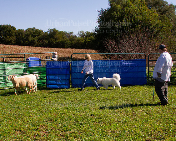 SCA2019_HERDING-1149