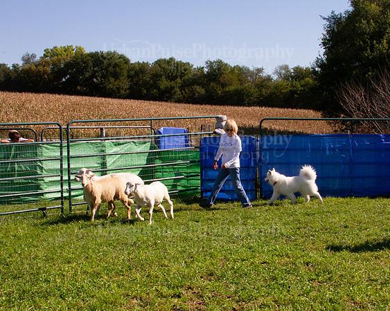 SCA2019_HERDING-1150