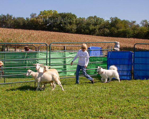 SCA2019_HERDING-1151