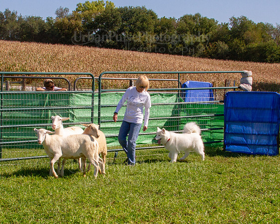SCA2019_HERDING-1152