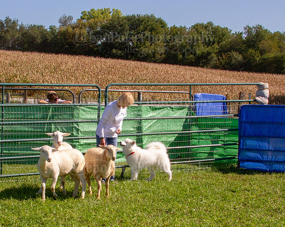 SCA2019_HERDING-1153