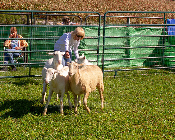 SCA2019_HERDING-1154