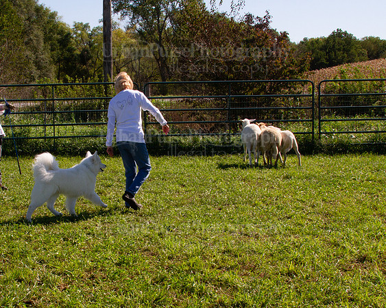SCA2019_HERDING-1155
