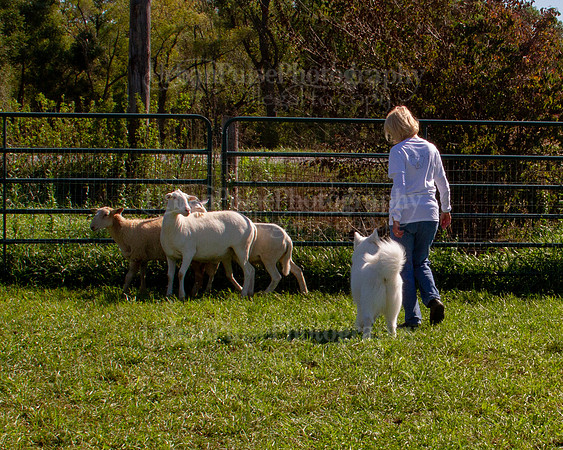 SCA2019_HERDING-1156