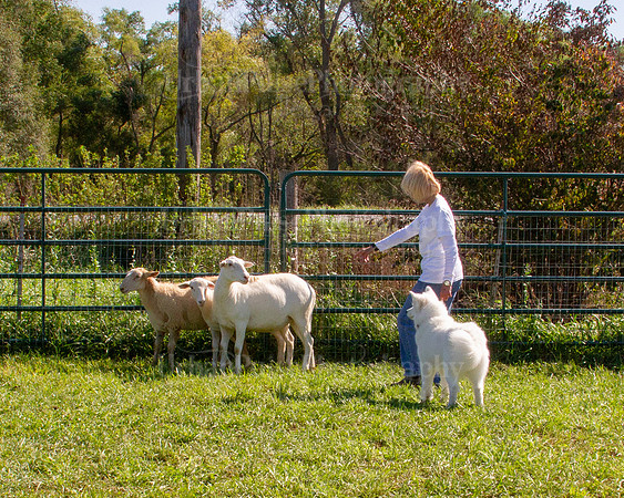 SCA2019_HERDING-1157