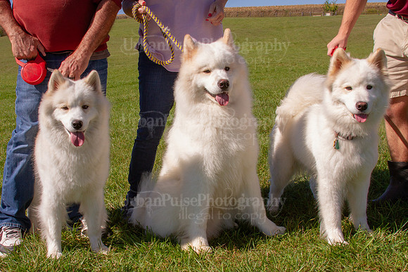 SCA2019_HERDING-1158