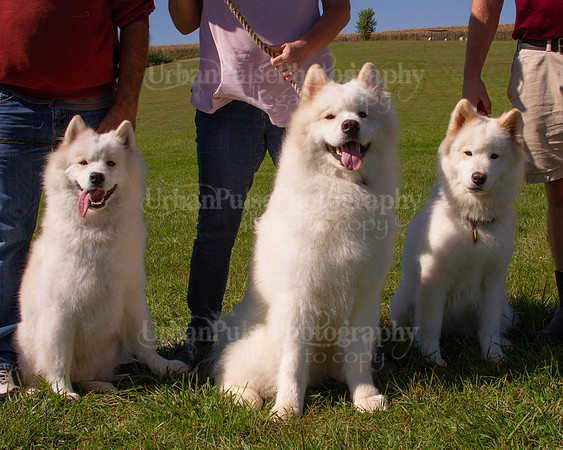 SCA2019_HERDING-1159
