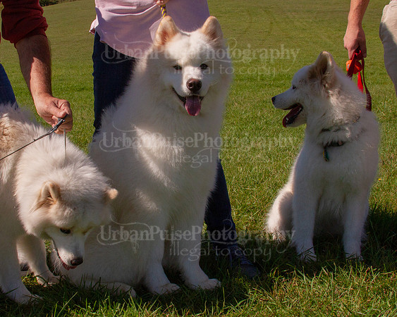 SCA2019_HERDING-1161