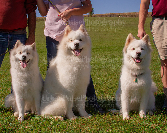 SCA2019_HERDING-1162