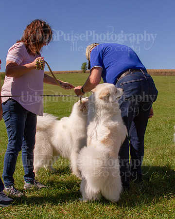 SCA2019_HERDING-1163