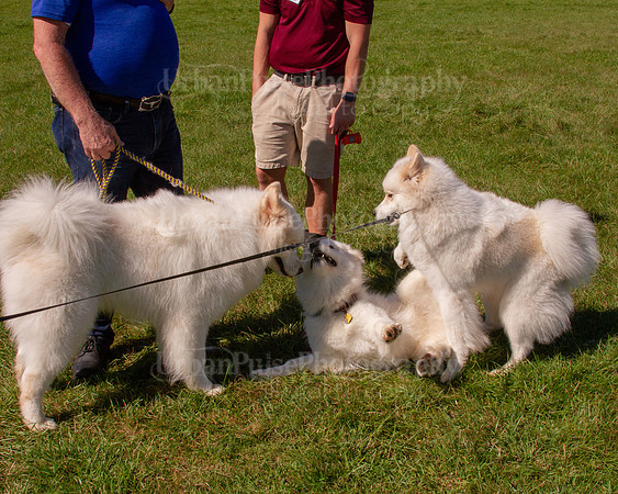 SCA2019_HERDING-1169