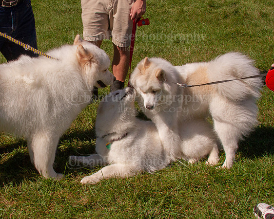 SCA2019_HERDING-1170