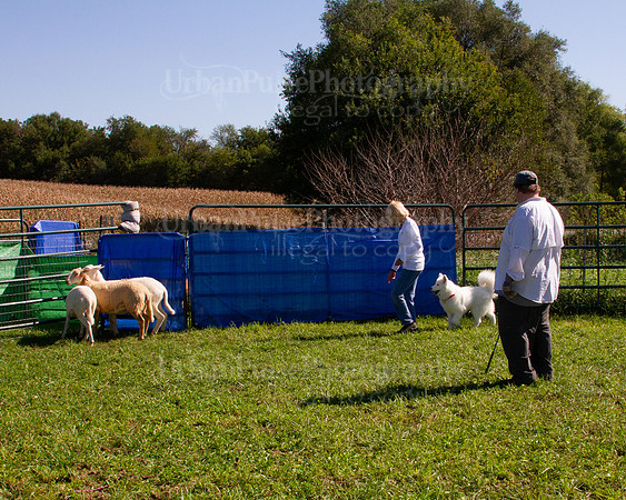 SCA2019_HERDING-1148