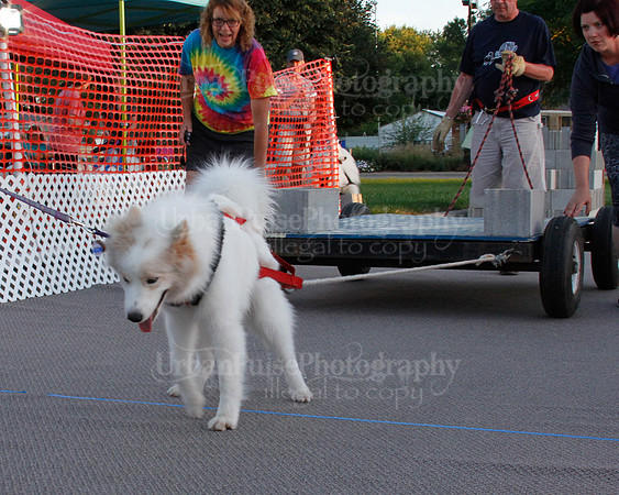 SCA2019 NOVICE WP-1383