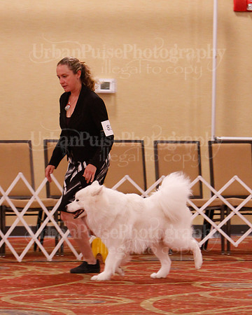 SCA2019 D AM BRED-9903