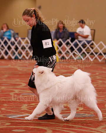 SCA2019 D AM BRED-9920