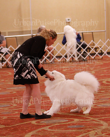 SCA2019 D AM BRED-9924