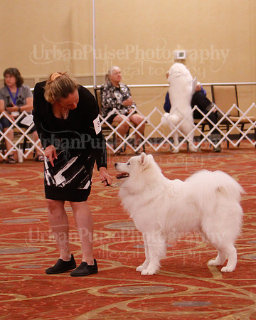 SCA2019 D AM BRED-9926